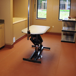 Veterinary Exam Room